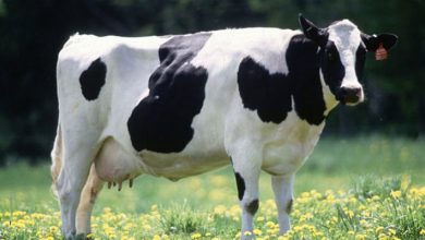 تكدس الاف الأبقار النافقة خارج المزارع